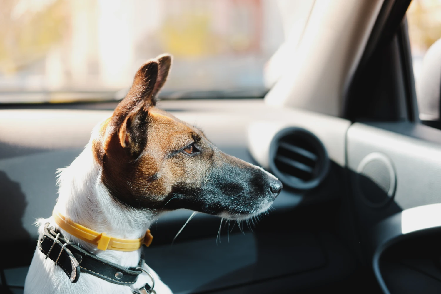 Dog Carrier Purse for Smooth Fox Terrier