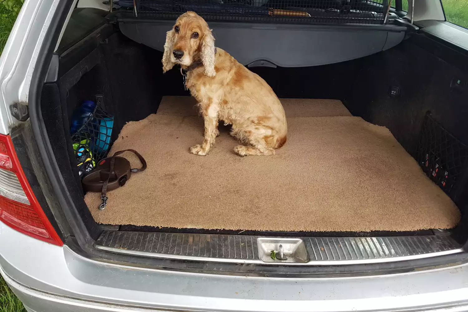 Lexus RX Dog Car Seat for Cocker Spaniels