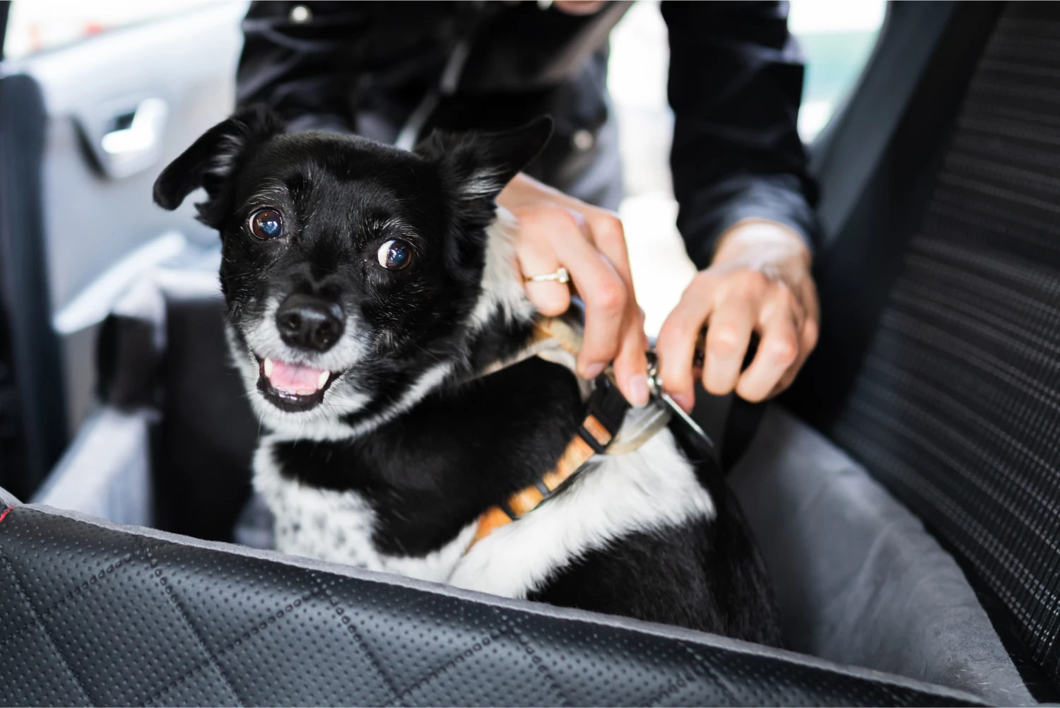 Chevrolet Silverado Dog Safety Belt for Wirehaired Pointing Griffons