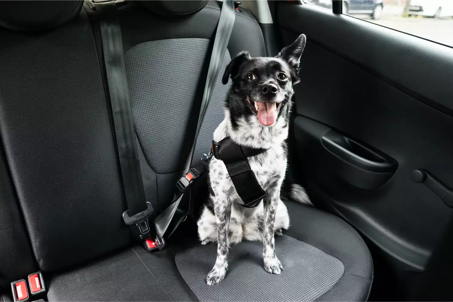 Mercedes-Benz GLC Dog Car Seat Belt for Dogo Argentinos